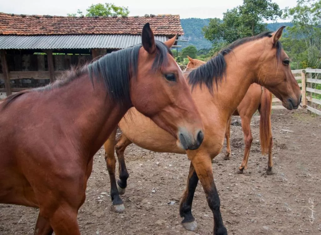 chacara-machado