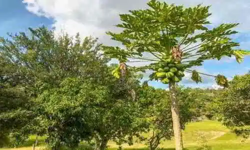 fazenda-paisagem-chales