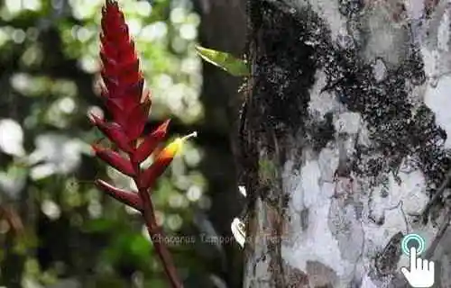 Stio Tangar - Itatiaia | RJ